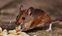 24 Hour & Emergency Exterminators in Hamilton Grange, NY